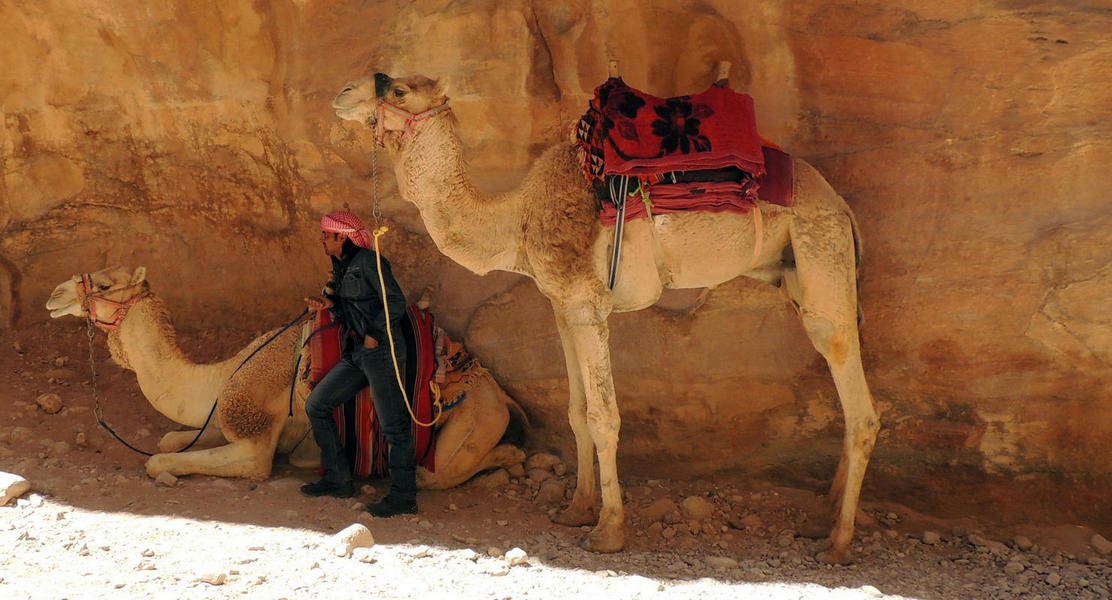 camels1.jpg