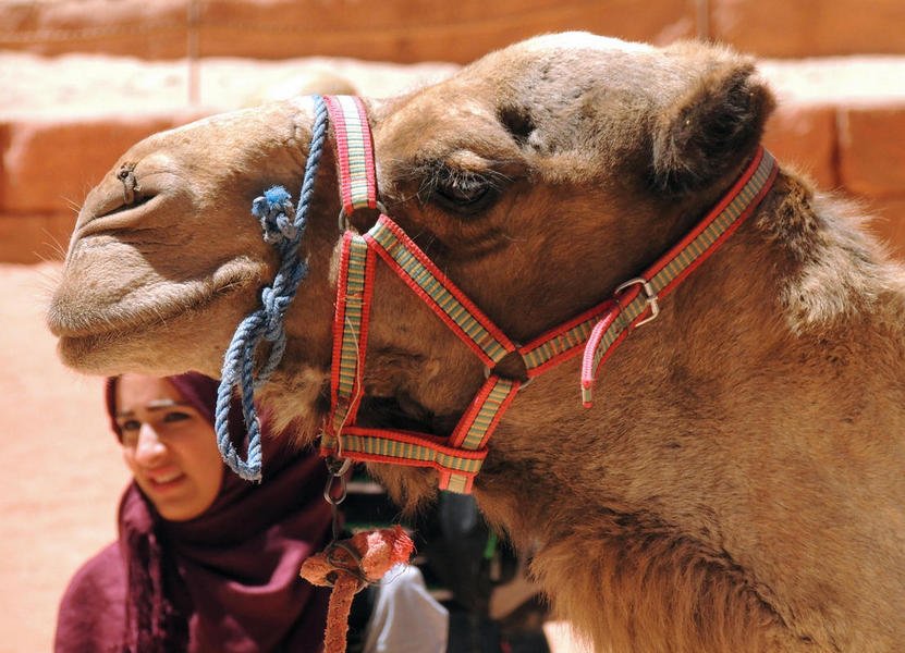 camels10.jpg
