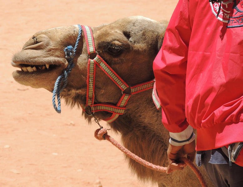camels12.jpg