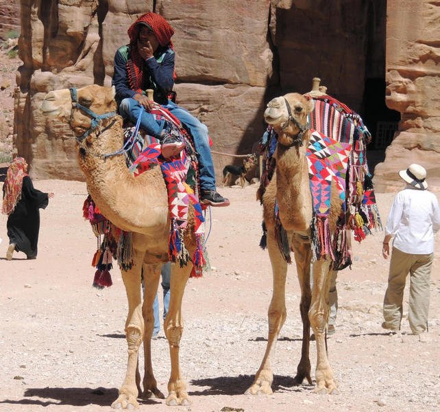 camels4.jpg