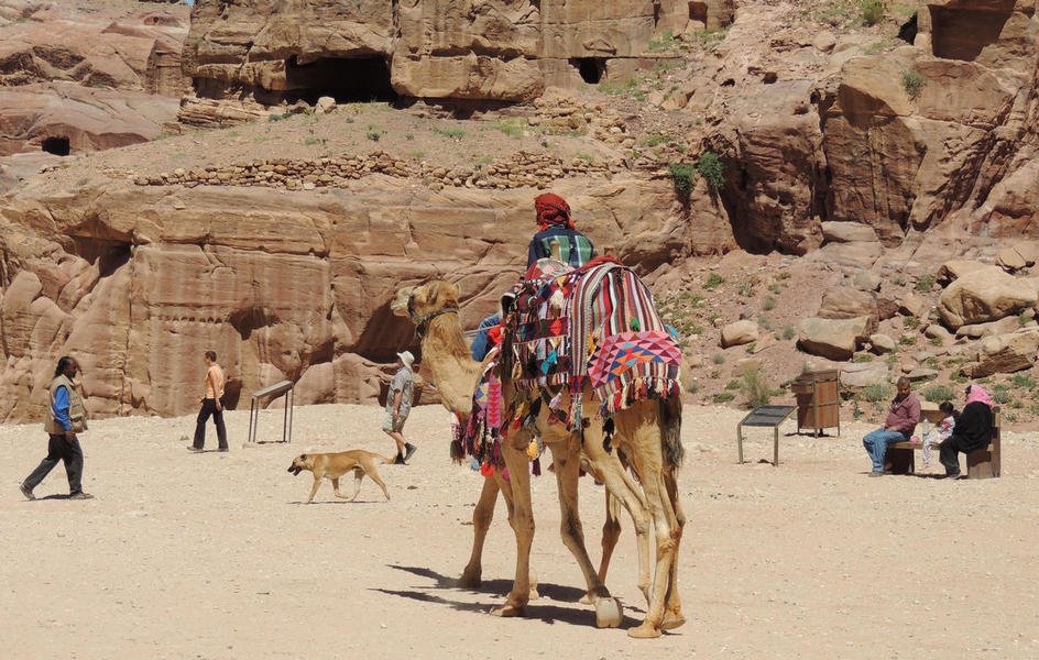 camels6.jpg