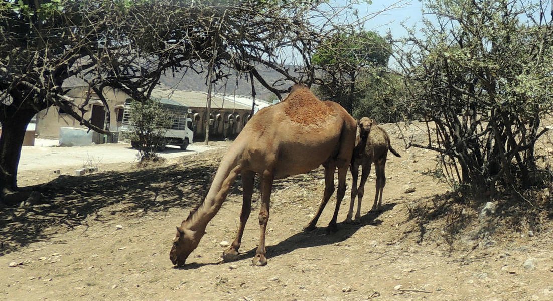 camels12.jpg