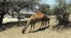 camels12_small.jpg