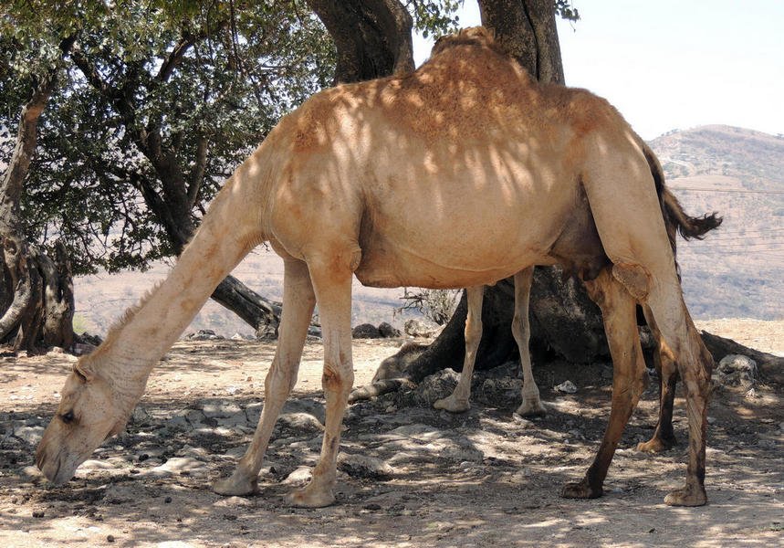 camels14.jpg
