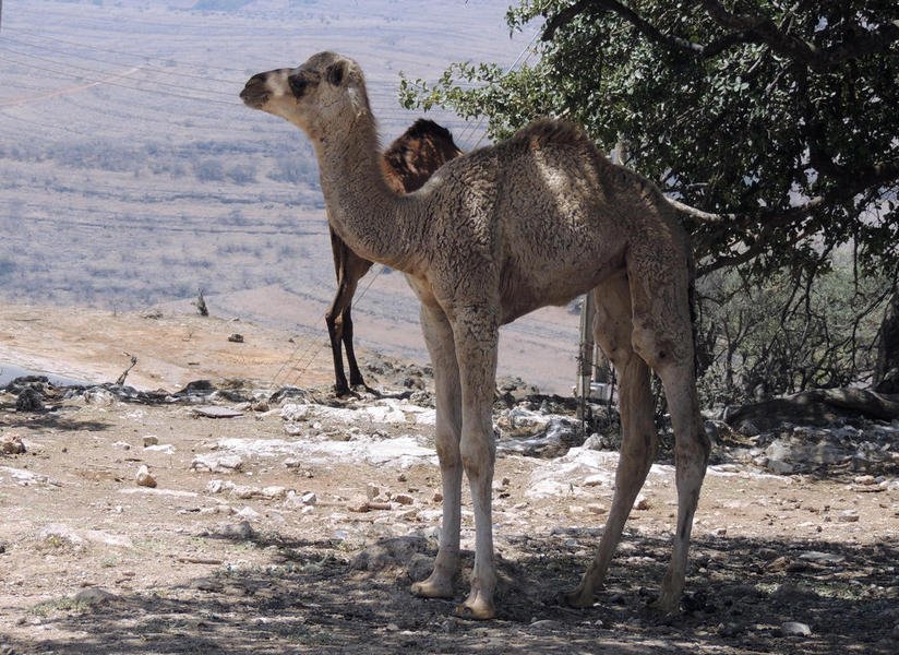 camels15.jpg