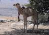 camels15_small.jpg
