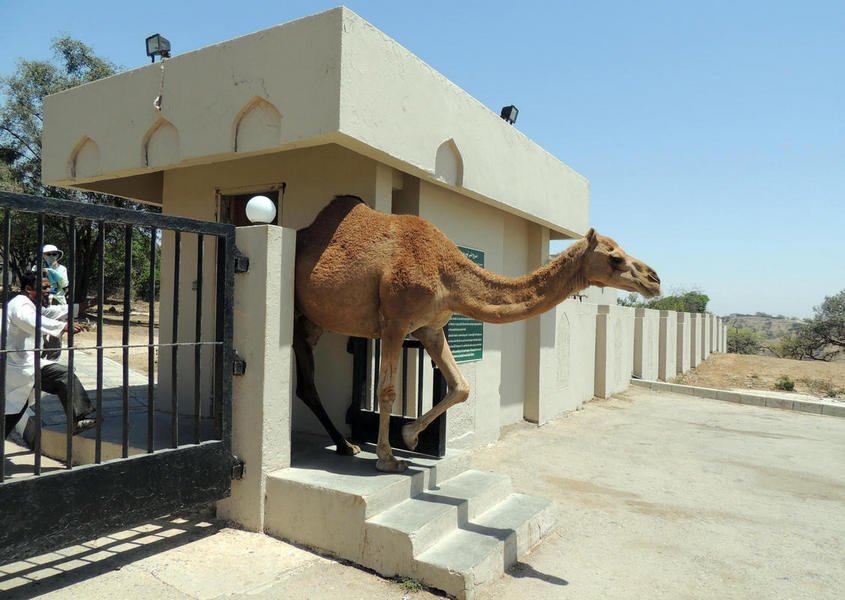 camels19.jpg