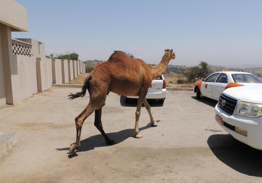 camels21.jpg