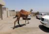 camels21_small.jpg
