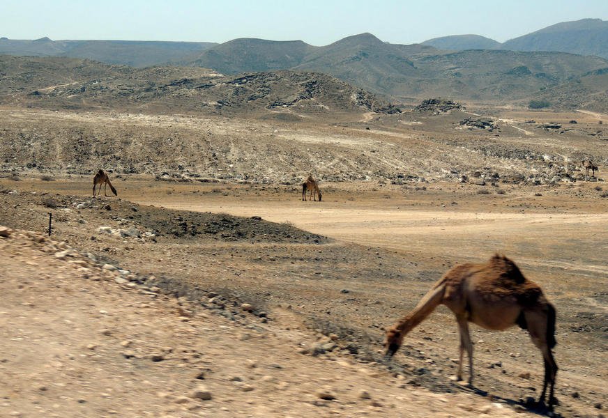 camels4.jpg
