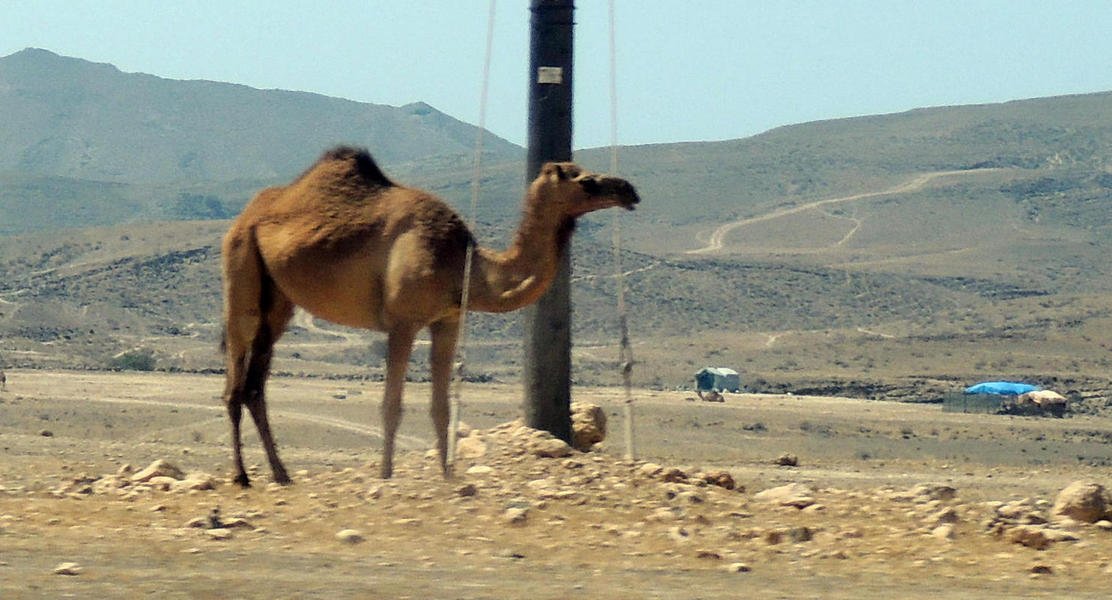 camels5.jpg